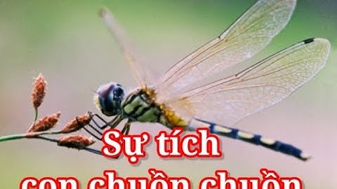 Sự tích Con chuồn chuồn - Truyện kể trước giờ đi ngủ