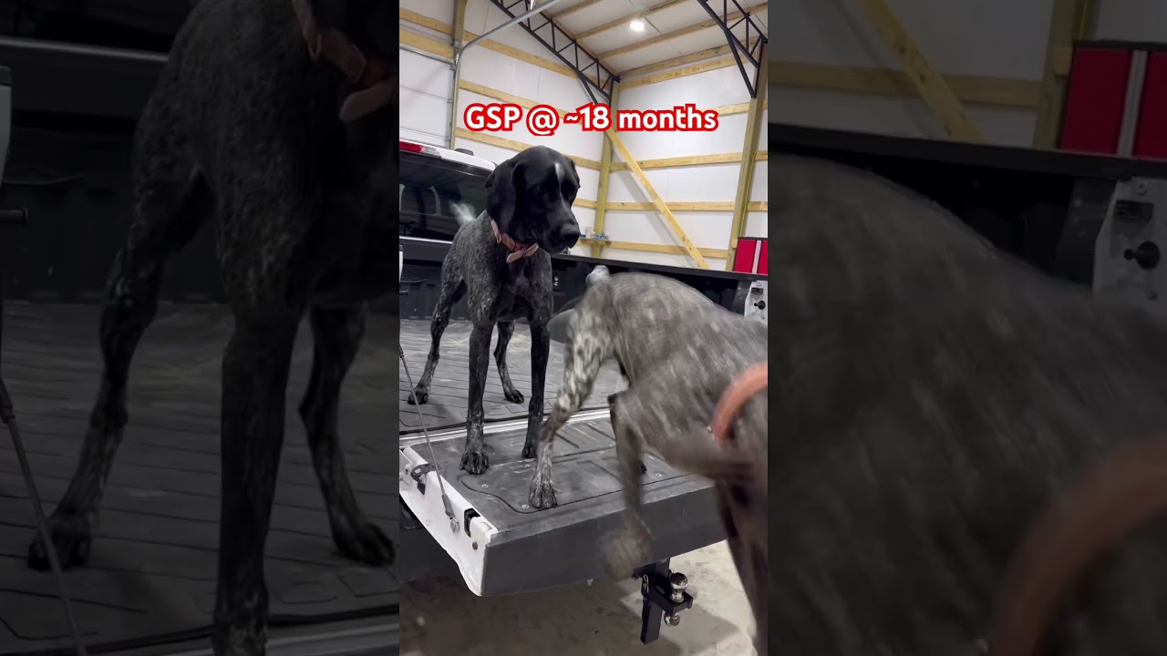 Немецкая короткошерстная легавая (GSP) в возрасте 18 месяцев. #gsp #собака #щенок