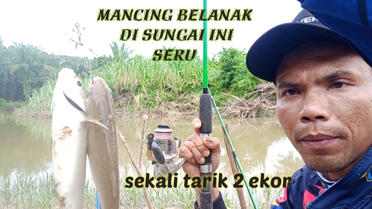 Mancing Belanak Teknik Dasaran | sangat seru