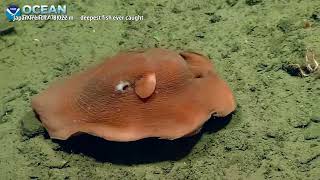 The Deepest Fish Ever Filmed Alive | BENTHIC
