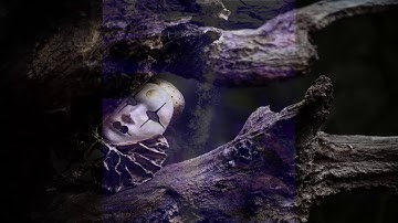 Teaser "Of Wonders & Sorrows" Doom/Experimental/Ambient/Atmospheric (Debut Album 2020)