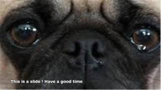 bentley pug eats butterfly