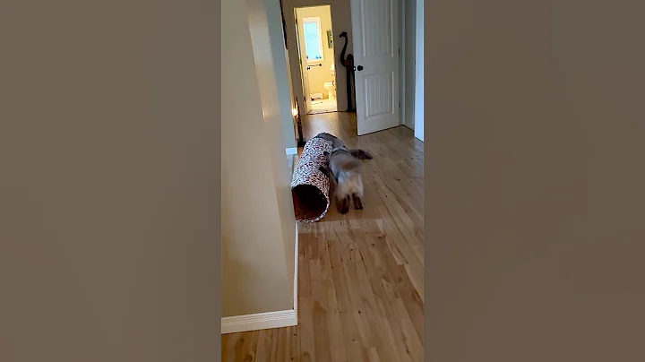 Watch the video about Tunnel Tag #animals #cats #pets #catvideo #mainecooncat