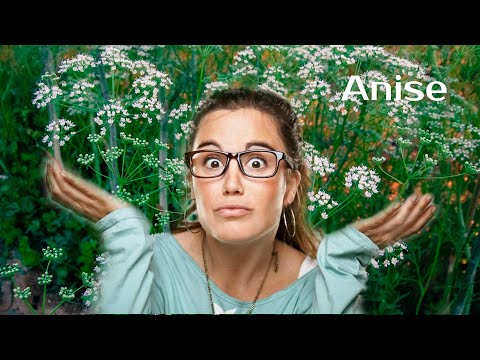 Vídeo: Anís En Cultiu