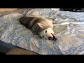Stubborn Husky Won't Get Out of Bed