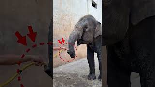 ఏనుగు దాహం ఎలా తీర్చాడో చూస్తే హ్యాట్సాఫ్! 🐘 #shorts