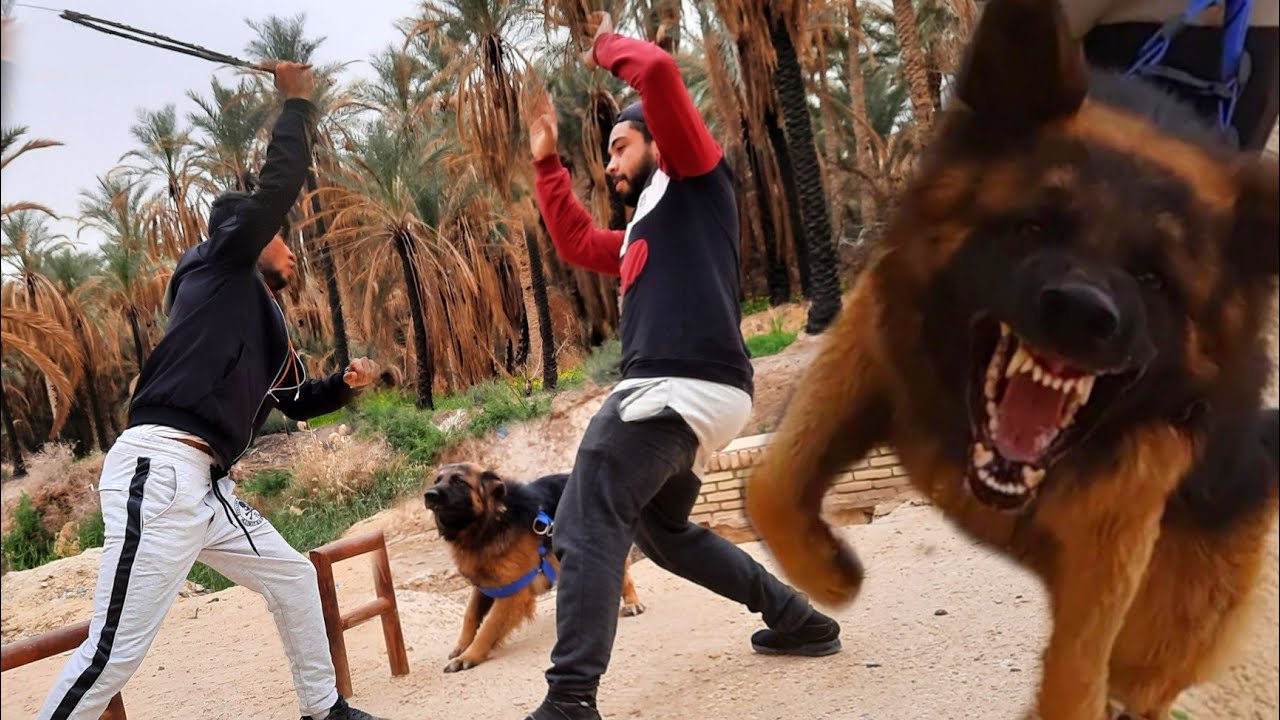 شوفو ردت فعل كلب لما شاف صاحبو ينضرب