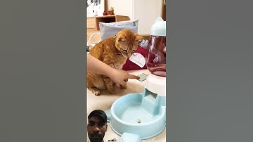 Cat food machine! #cat #pets #machine #shorts #shortsvideo #viralshorts #today #foryou