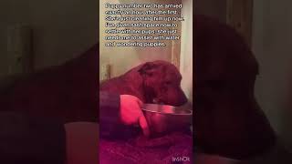 Amazing Staffy Giving Birth To Her Litter Of 4 Pups. American Bully X Staffordshire Bull Terrier.