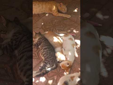 هاذوالمشيشات اصدقاؤنا قطط الشارع  قطط اكسبلور   المغرب الدار البيضاء 