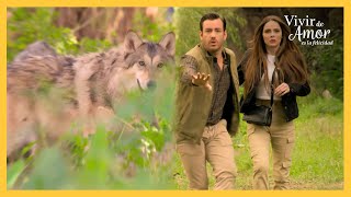 Luciano es atacado por los lobos | Vivir de amor 4/4 | Capítulo 10