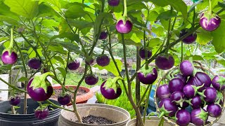 Growing Crispy round eggplant [ shorts ] have many fruits