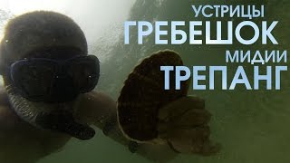 Мидии, гребешок, устрицы, трепанг.