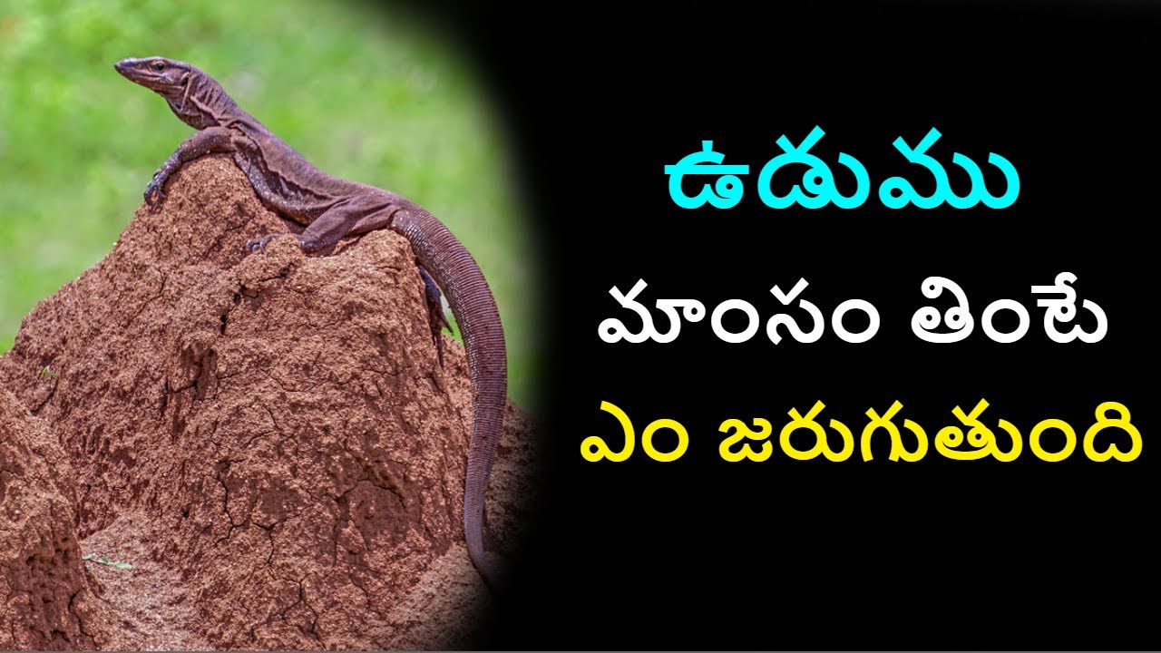 Monitor Lizard Curry Benefits And Uses In Telugu monitor-lizard-curry-benefits-and-uses-in-telugu