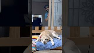 꿀잠 자다 도둑이랑 눈 마주친 리트리버… 반응이 역대급ㅋㅋ