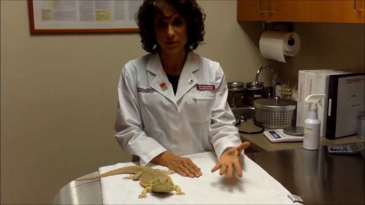 when to bring your reptile to the vet youtube exotic vet