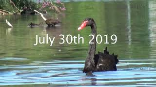 Black swans with cygnets and their fight to survive