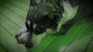 Sad Sad Doggie by Everlasting Cats 171 views 3 years ago 49 seconds