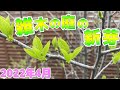 【芝生と雑木の庭】アオハダ、アオダモ、カツラの新芽！これ綺麗な色でしょう！