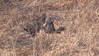 California Ground Squirrel Warning Call