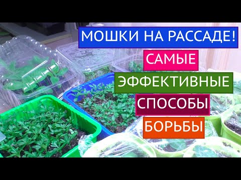 ПРОЩАЙ КОМАРИК! НА МОЕЙ РАССАДЕ ТЕБЕ НЕ МЕСТО!