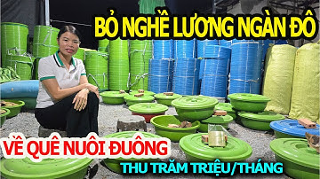 Bỏ Nghề Phiên Dịch Ngàn Đô, Về Quê Nuôi Đuông Dừa Kiếm Trăm Triệu Mỗi Tháng/ Trại Đuông Miền Nam