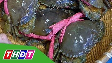 Giá cua Cà Mau lập kỷ lục | THDT