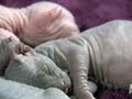 Newborn Sphynx Kittens | Too Cute