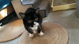 【猫】いつも頑張ってるのでご褒美をあげたらもんたの喜びが爆発した