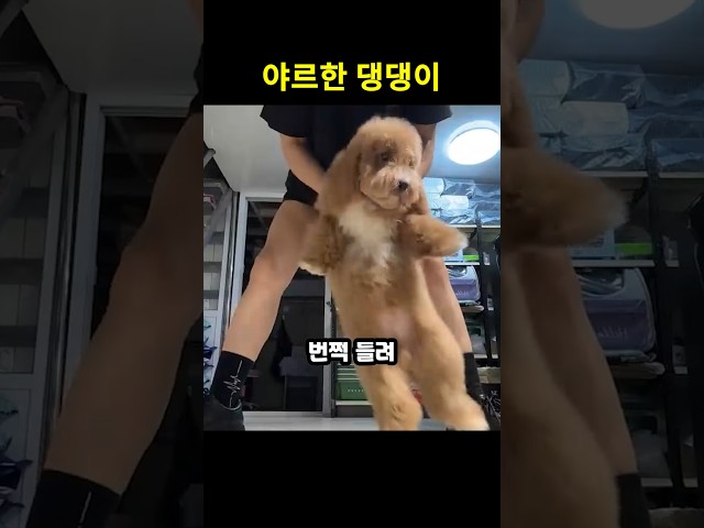 헬리콥터로 변신한 댕댕이 하늘을 날다