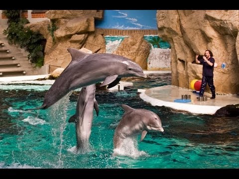 Delfine im Chlor-Pool - Die Spitze der Tierausbeutung | Mission: Bali
