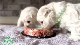 4 Weeks Old Westies 👈 by Maylo 4,561 views 2 years ago 1 minute, 54 seconds