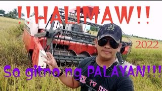 HALIMAW!!HARVESTER ang ginagamit ng mga magsasaka sa pag-aani ng palay 2022#mabilis#madali screenshot 3