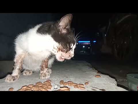 Video: Anak Yatim Piatu Mencuri Hati Dan Produktivitas Dari Pekerja Kantor