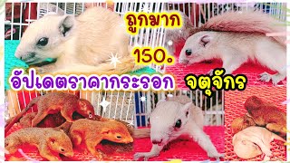 ถูกมาก 150. กระรอก จตุจักร ร้านเจ๊ไลลา