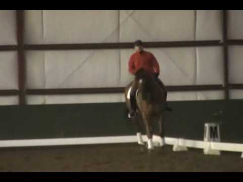 Superman Grand Prix Dressage for Sale 17.1 hh Import KWPN 11 Yrs - Colorado