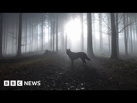 Wild wolves return to Belgium after 100 years, sparking controversy - BBC News