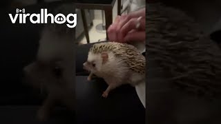 Hedgehog Enjoys Back Scratch || Viralhog