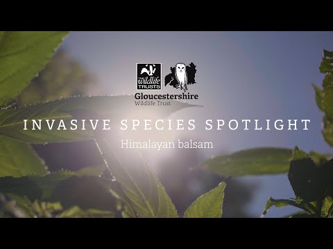 Invasive species spotlight: Himalayan balsam