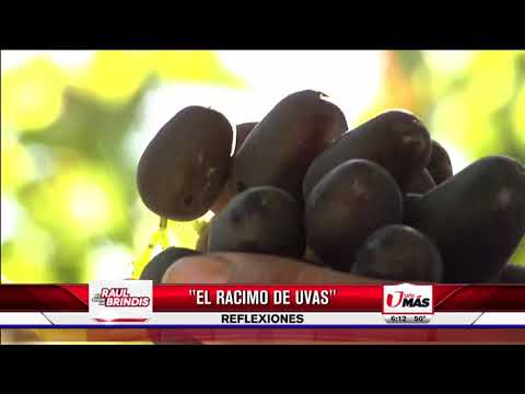 Video: Rollo De Racimo De Uvas: El Enemigo De Las Uvas