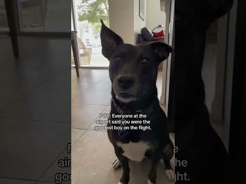 ✨✈️ Help your pet be the best goodest pet on the plane by exercising them before! #pettravel #flying