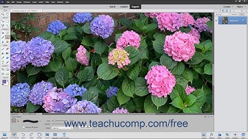 Photoshop Elements 2020 Tutorial The Clone Stamp Tool Adobe Training