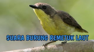 SUARA BURUNG REMETUK LAUT GACOR | MASTERAN NGEROL DURASI PANJANG  ampuh!!!