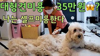 장모 대형견 골든두들 셀프미용 팁 / self dog grooming