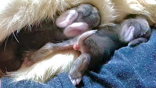 Mother Rabbit Feeding 10 Days Old Baby Bunnies