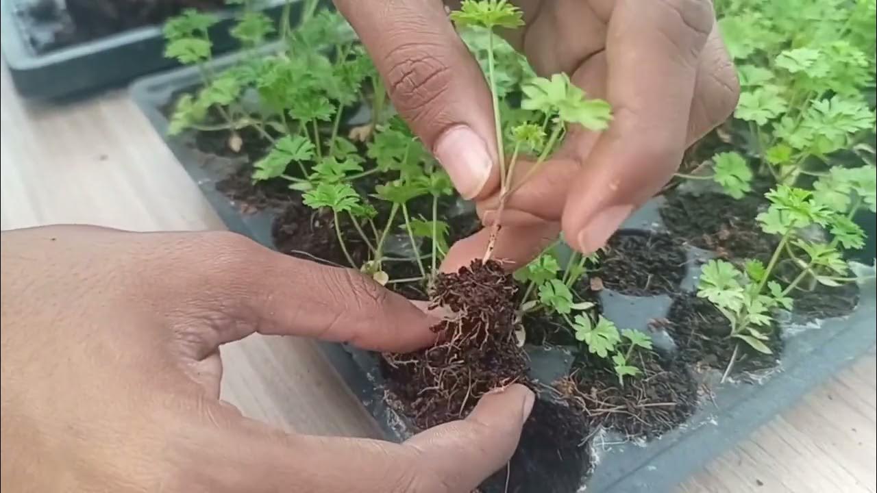 How to Transplant Seedlings from Seedling Tray to NFT Learn
