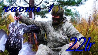 : 22 lr /     .
