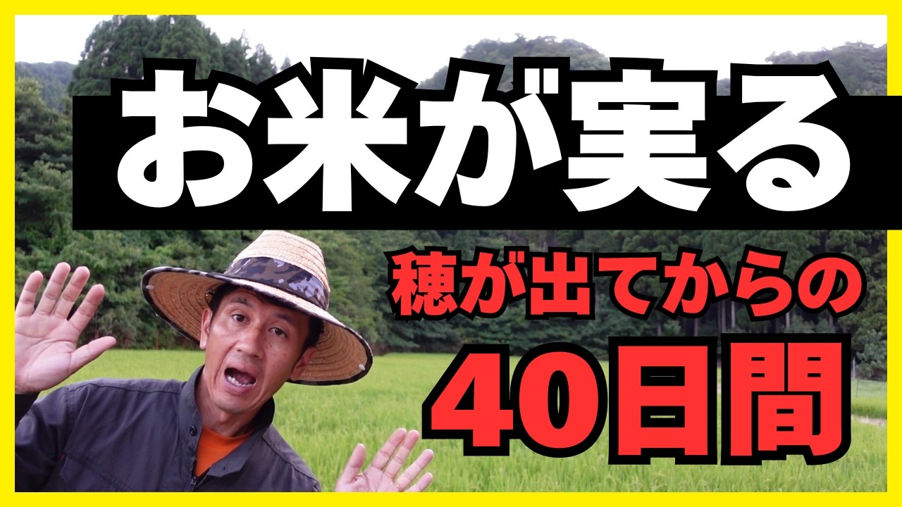 【稲作】収量と品質はここで決まる！稲の「登熟」を世界一わかりやすく徹底解説