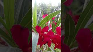 #easytipsgardening #oleander #flowerplant #garden #gardeningforbeginners #plants