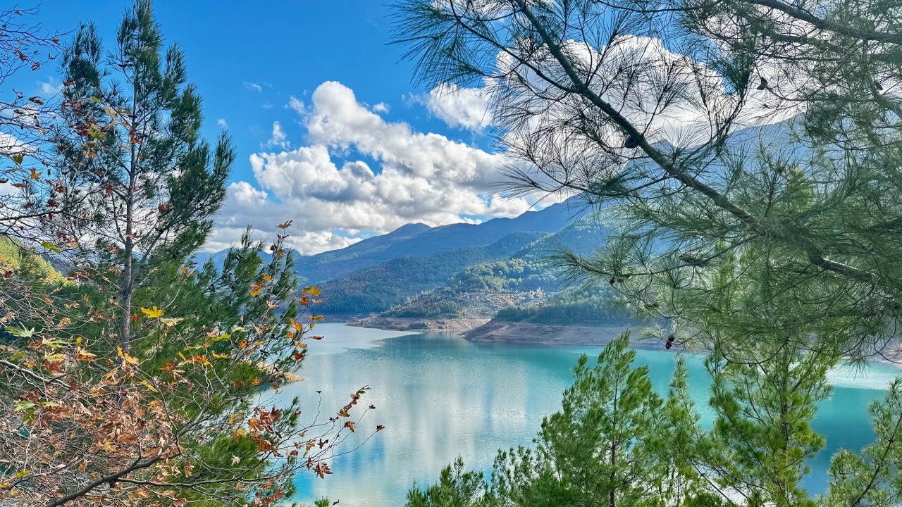 Ocean Waves Leaf: 12-Hour Live Stream for Calm & Deep Sleep